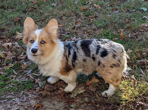 Beautiful Aussie Corgi Mix Incorgnito