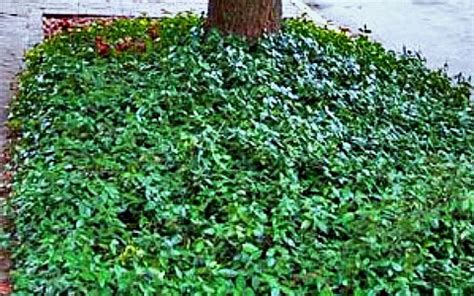 Vinca Ground Cover! | Greenwood Nursery