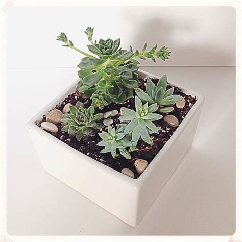 Succulent Square Floral Sunshine