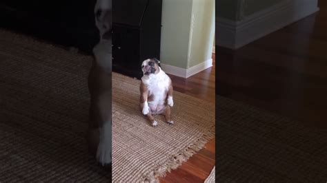 Murphy The Dancing Bull Dog Youtube