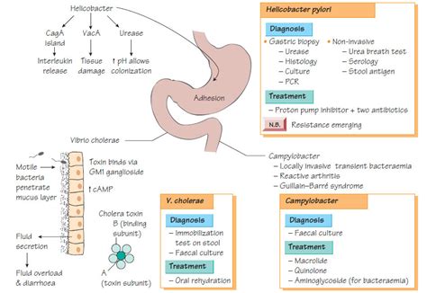 Vibrio Campylobacter And Helicobacter Bacteriology Medicinal