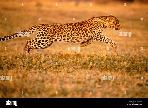 Africa cat running leopard hi-res stock photography and images - Alamy