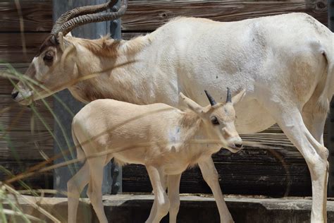 Disney World's baby antelope loves to get the zoomies