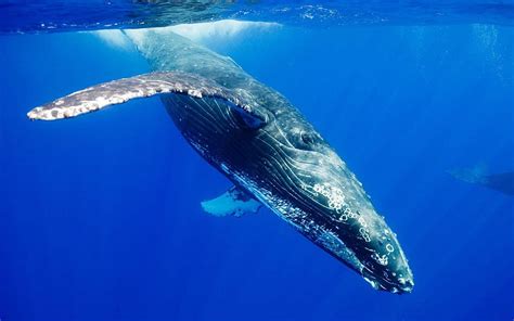 Blue Whale Group Blue Whales Hd Wallpaper Pxfuel