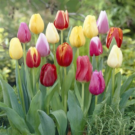 Tulipa Triumph Mixture Of Colours Top Flora Shop