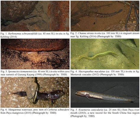 Species New To Science Ichthyology • 2015 An Update To The Inland