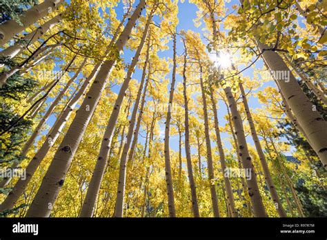 Aspens Trees Autumn Foliage Glowing Yellow Golden Colorful Color Hi Res