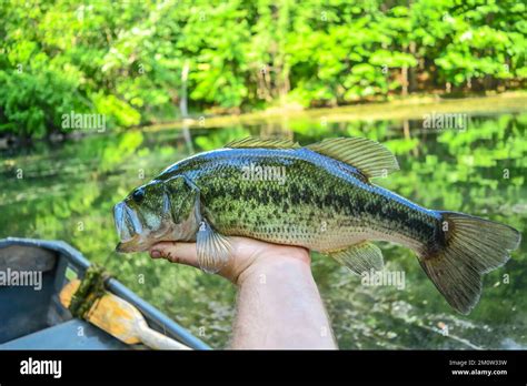 Big Largemouth Bass Caught From A Boat Stock Photo Alamy