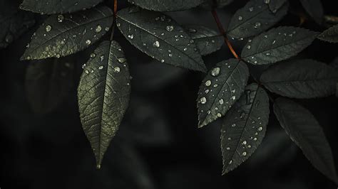 Plant Leaves Drops Water Macro Wet HD Wallpaper Peakpx