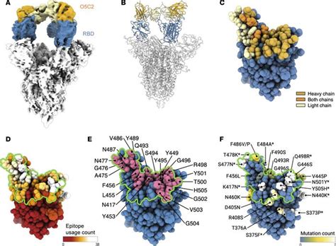 Jci Insight Functional And Structural Investigation Of A Broadly