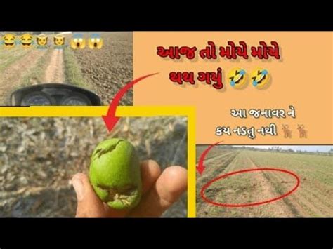 આજ ત મય મય થય ગય આ જનવર ન કય નડત નથ ગજરત વલગ