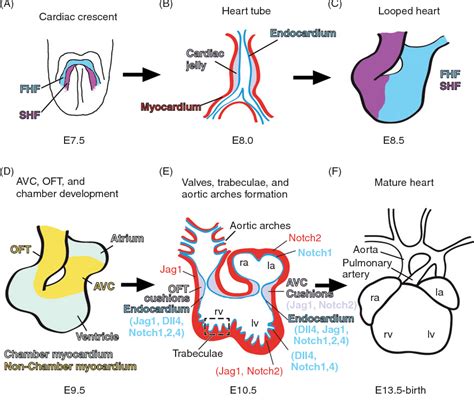 Figure From Notch Signaling In Cardiac Development And Disease