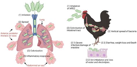 Figure From The Diversity Of Escherichia Coli Pathotypes And