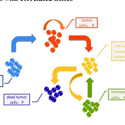 The Interaction Between Tumor Cells And Immune System Download