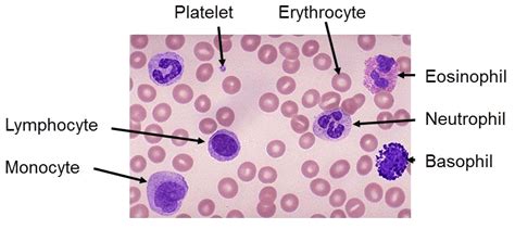 Normal Blood Smear Labeled