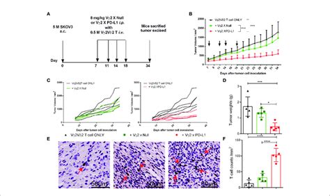 Vg2 X Pd L1 Prompted The Survival Of Inoculated Vg2vd2 T Cells In Download Scientific Diagram