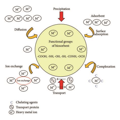 Biosorbent mechanisms. | Download Scientific Diagram