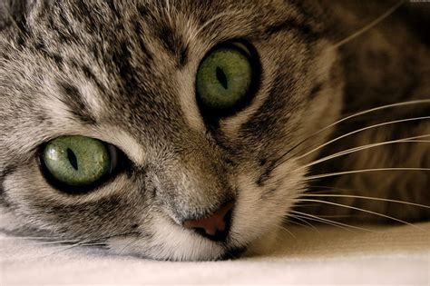 Huh?!, cat, green, eye, HD wallpaper | Peakpx