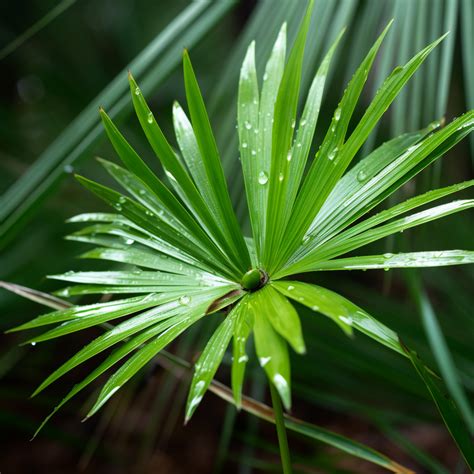 Saw Palmetto: Unlocking 10 Astounding Health Benefits of this Powerful ...
