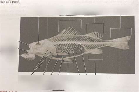 Zoo Lab Ch 16 Fish Skeleton Diagram Quizlet