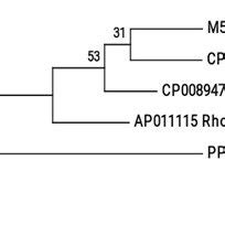 Maximum Likelihood Ml Phylogenetic Tree Reconstructed For The Pigment