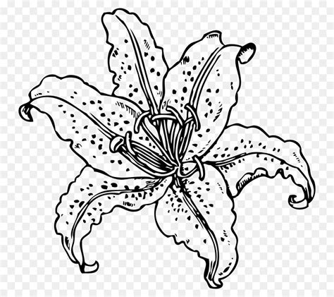 lily flower clipart black and white 10 free Cliparts | Download images ...