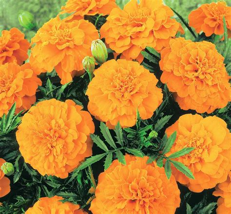 Valencia French Marigold Seeds Marigold Seeds For Sale Online