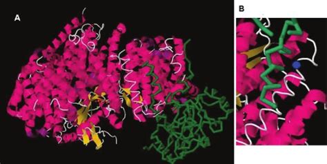 The Crm1 Nuclear Export Protein In Normal Development And Disease Pmc