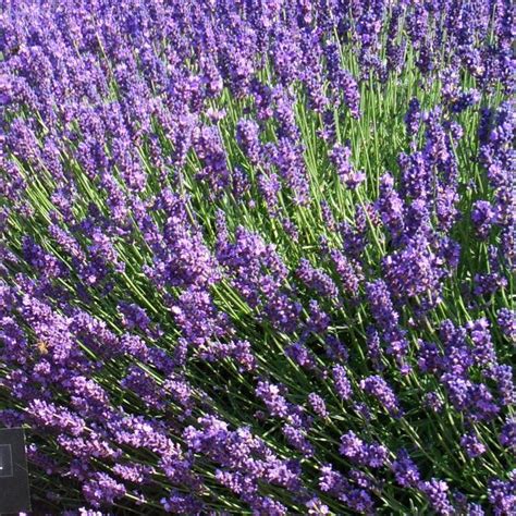 Lavandula Angustifolia Imperial Gem Lavender Buy Herb Plants