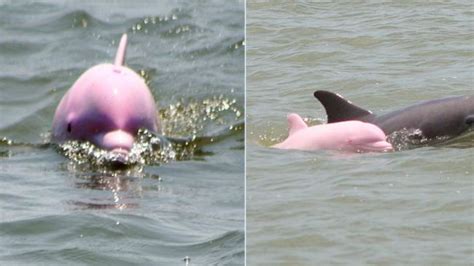 Watch Clearwater Expert Explains Why Pinky The Dolphin May Be Pink