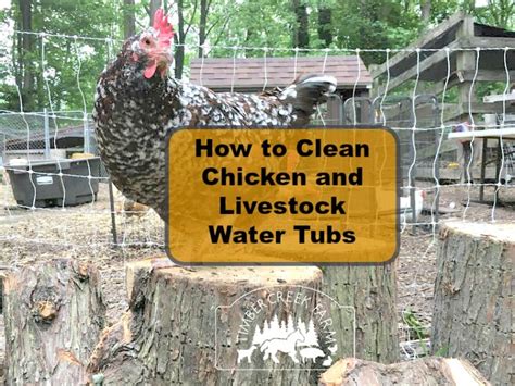 How To Clean Chicken Water Tubs Timber Creek Farm