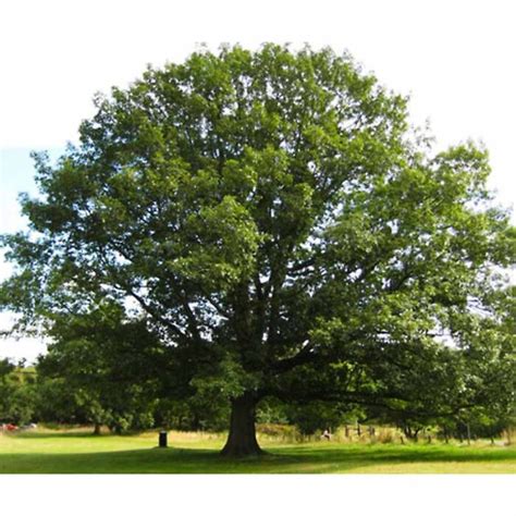 Quercus Hemispheric Laurel Oak Tidewater Trees