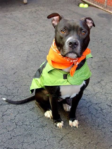 URGENT - Manhattan Center LUCKY - A0994880 MALE, BLACK / WHITE, PIT ...