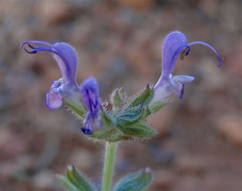 Salvia Verbenaca Biodiversité Végétale Du Sud Ouest Marocain