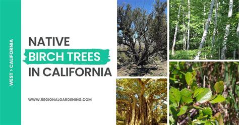 6 Types Of Birch Trees In California (Birch-Like Trees Included ...