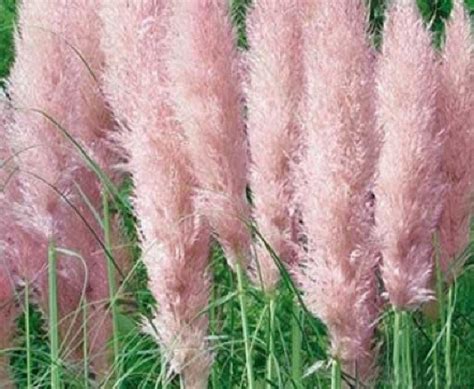 Dwarf Pink Pampas Grass Seeds 50 Count A Smaller Version Of