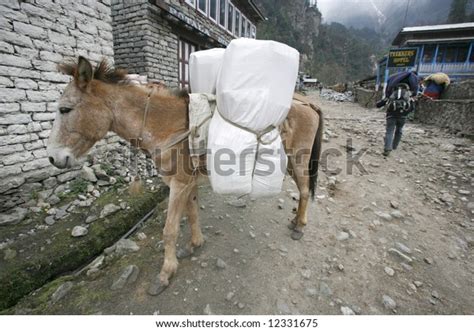 Donkey Carrying Heavy Loads Annapurna Nepal Stock Photo Edit Now 12331675