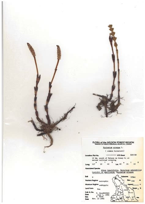 Common horsetail | Cultivating Forest Stewardship