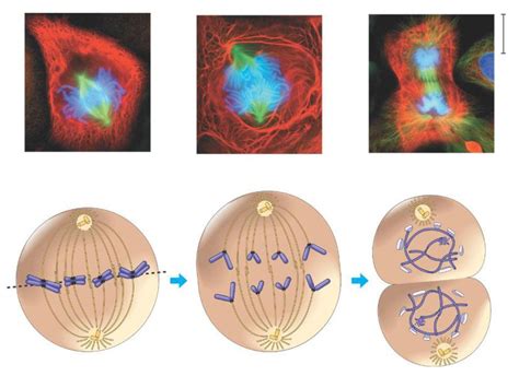 Sexual Reproduction Is Characterized By Processes That Pass A Unique Combination Of Genetic