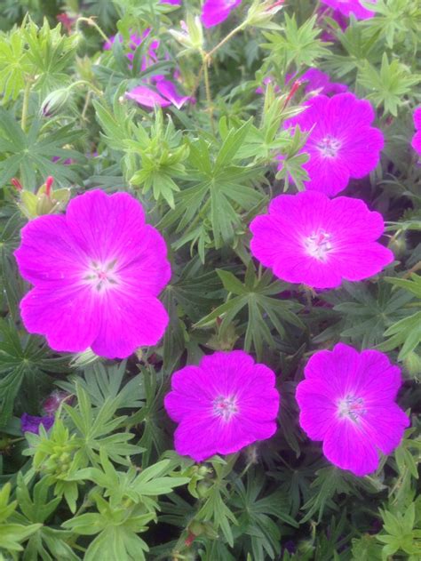 Geranium Sanguineum New Hampshire Geranium Sanguineum Geraniums