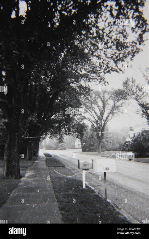 Fine 1970s Vintage Black And White Photography Of A Tree Lined