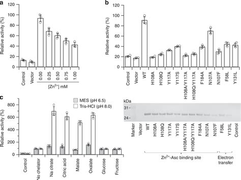 Ferric Reductase Activity Of Dcytb The Values Indicated Are