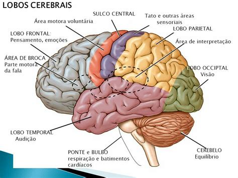 Sistema Nervoso Anatomia Do Cerebro Neurociencia E Aprendizagem E Images