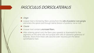 Tracts of Spinal Cord | Spinal Pathways | PPT