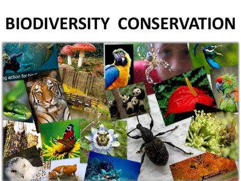 Biodiversity conservation