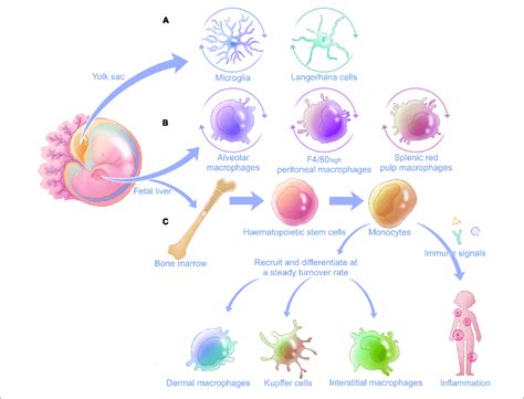 General Derivation And Distribution Of Macrophages In The Body