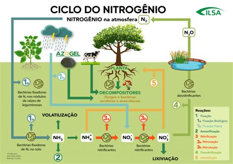 Ciclo Do Nitrog Nio E Suas Rea Es Ciclo Do Nitrogenio Mapas Mentais