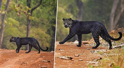 Viral News Pics Of Rare Black Leopard Crossing Road In Maharashtras