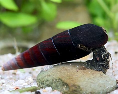 Teufelsdornschnecke Faunus Ater Garnelen Onlineshop