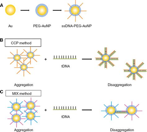 The Schemes For The Tdna Detection A The Colloidal Gold